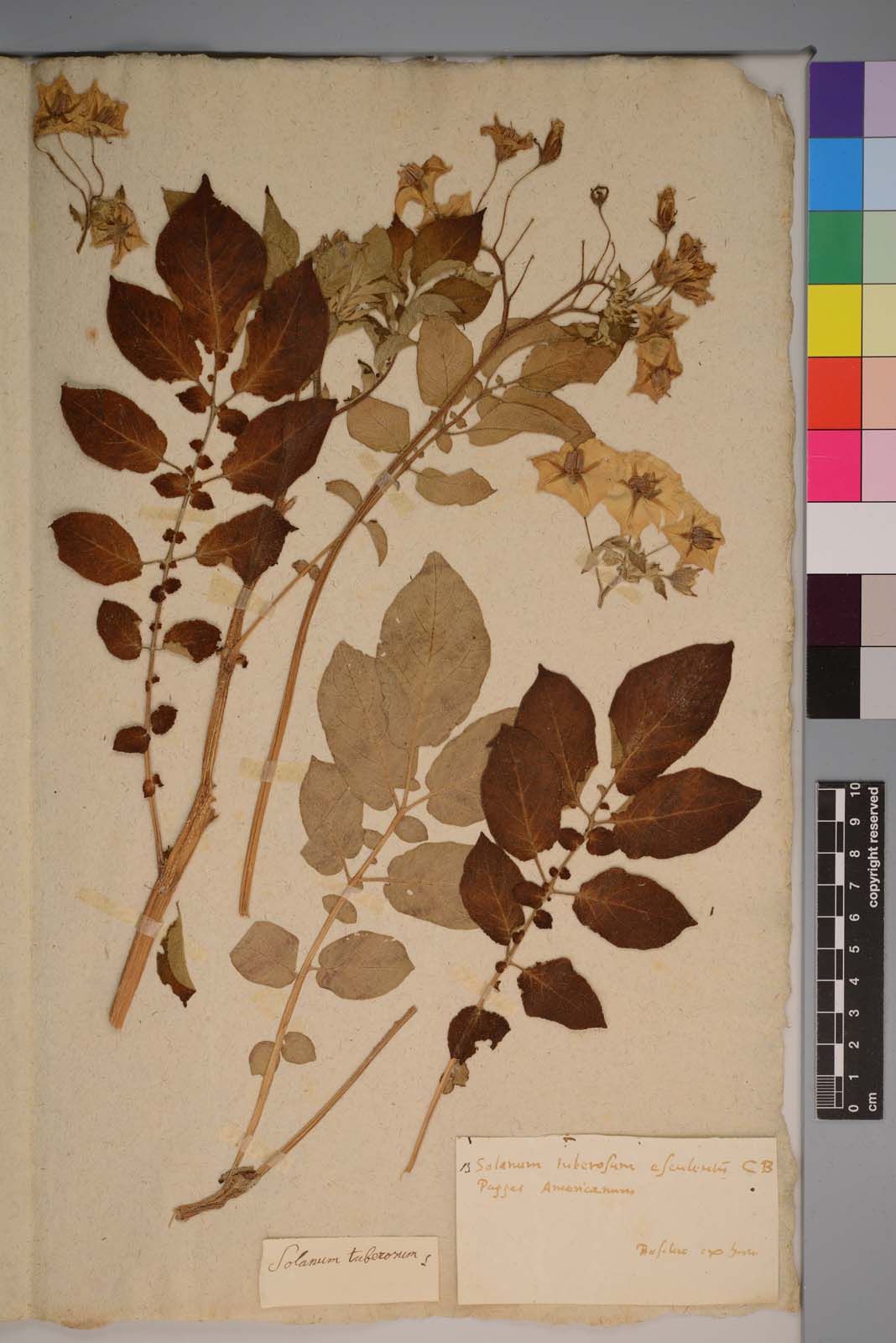 Auszug aus dem Herbarium von Caspar Bauhin